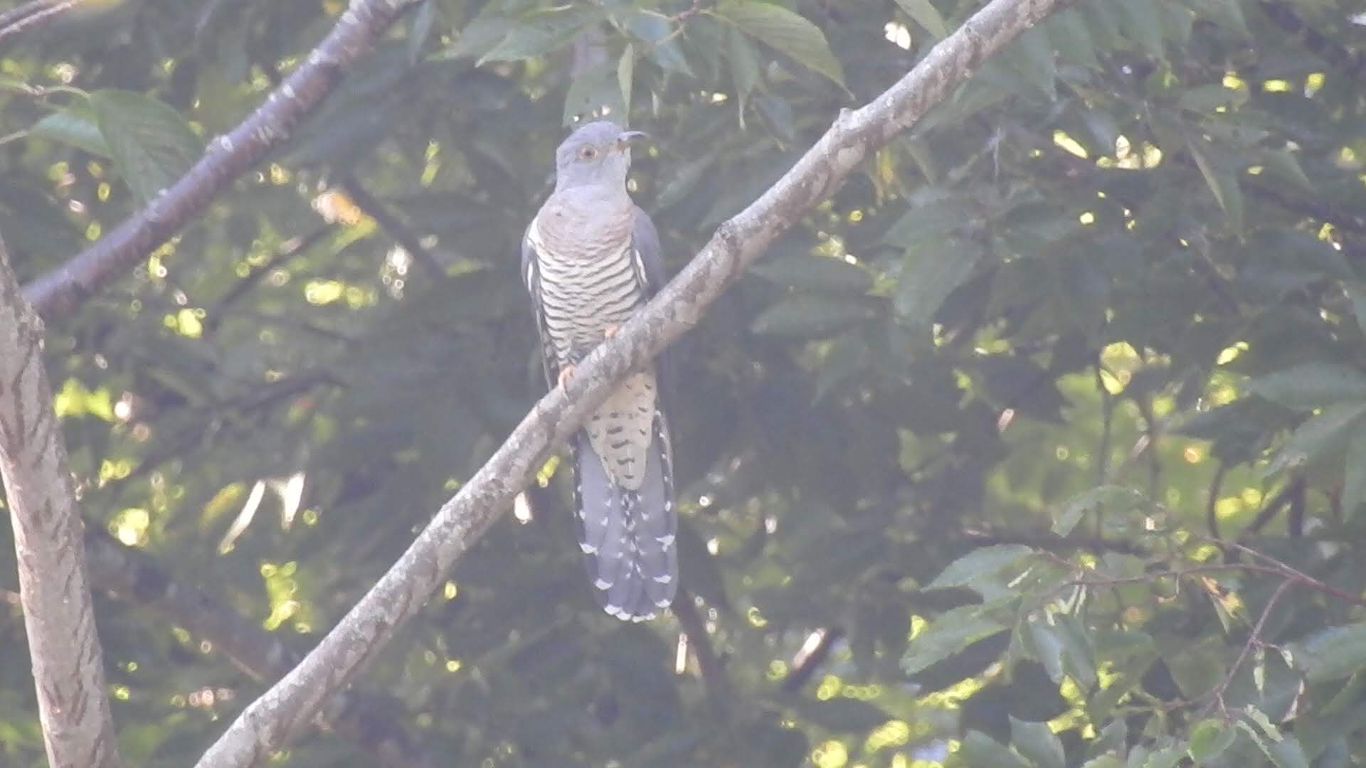 鳩山町で見られる野鳥 画像クリックで拡大表示します Npo法人 はとやま環境フォーラム