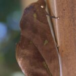 アケビコノハ　落ち葉の擬態