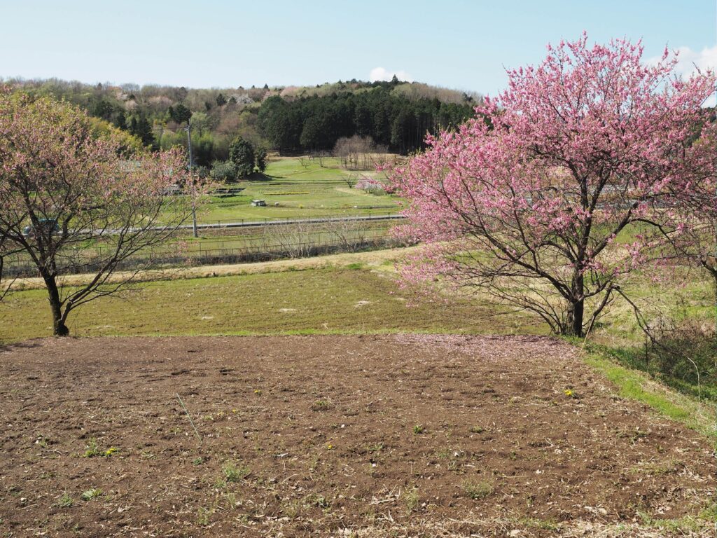 上熊井地区・ハナモモ
