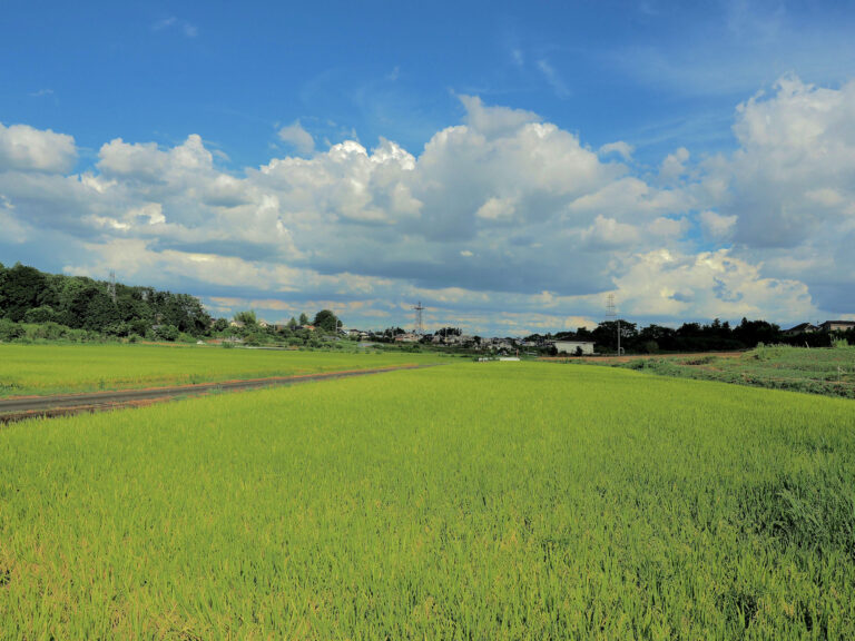 大豆戸地区・稲穂