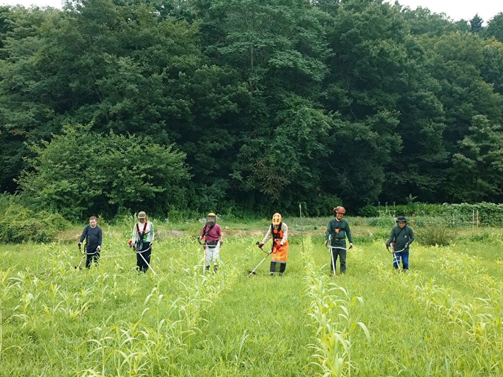 ハト麦畑の草刈り